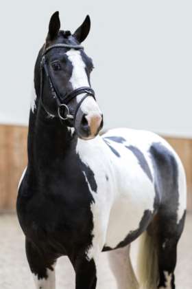 Coloured Dressage Stallion, Night Or Day (Negro x Samber)